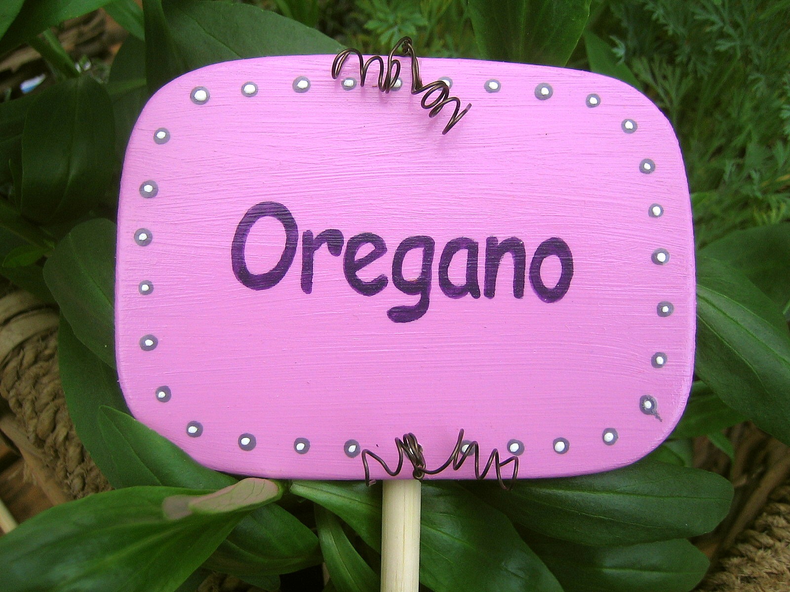 Kruterschild Oregano