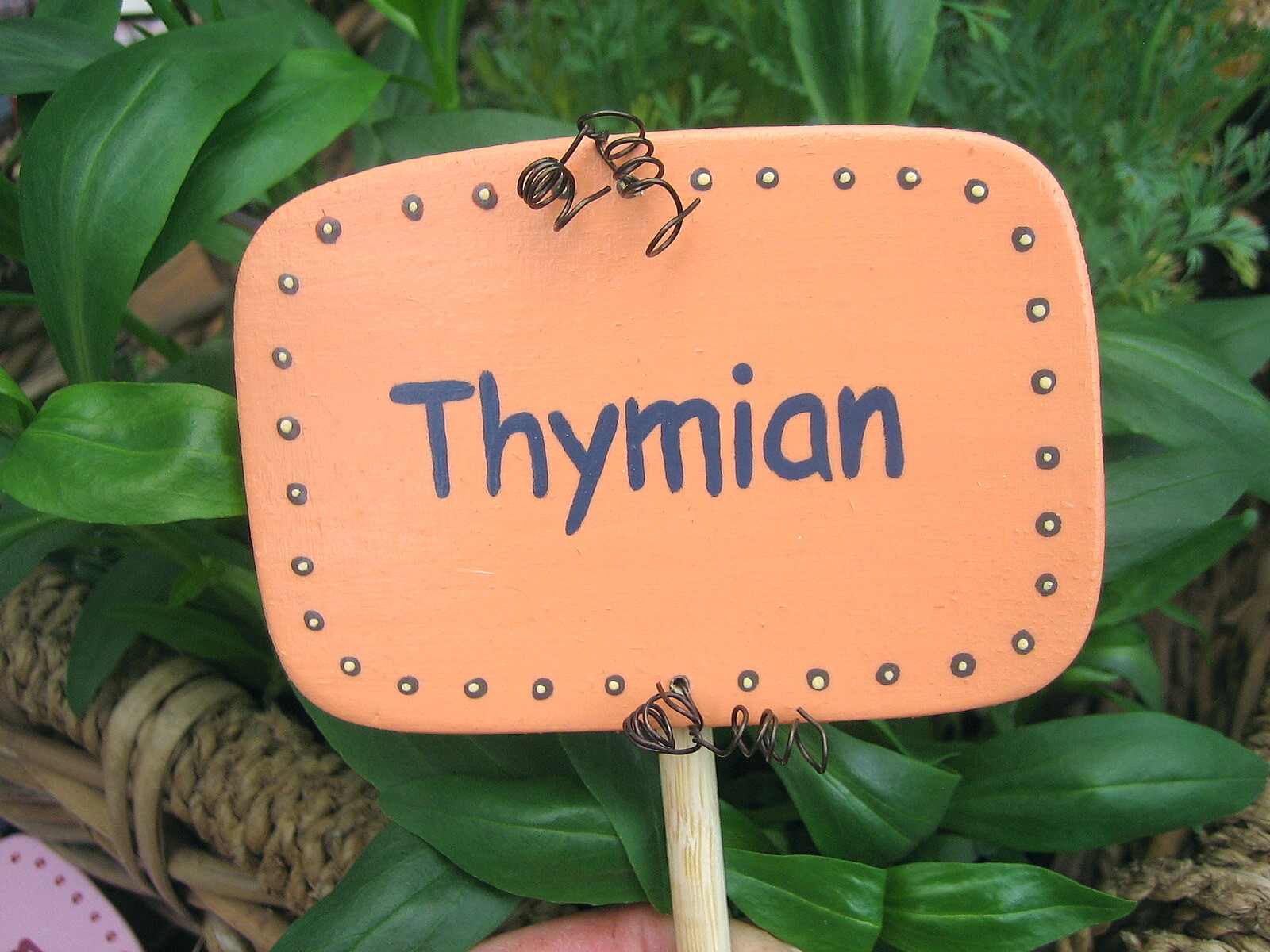 Kruterschild Thymian