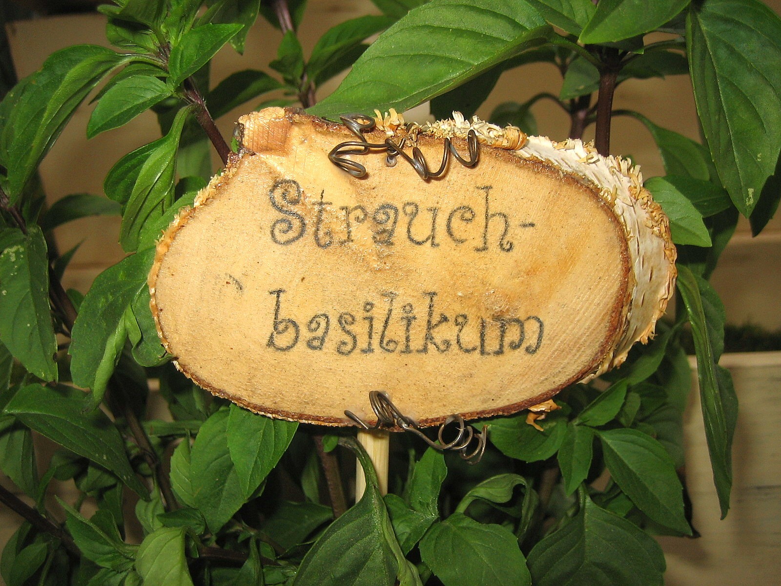 Pflanzstecker Serie woodchip Strauchbasilikum