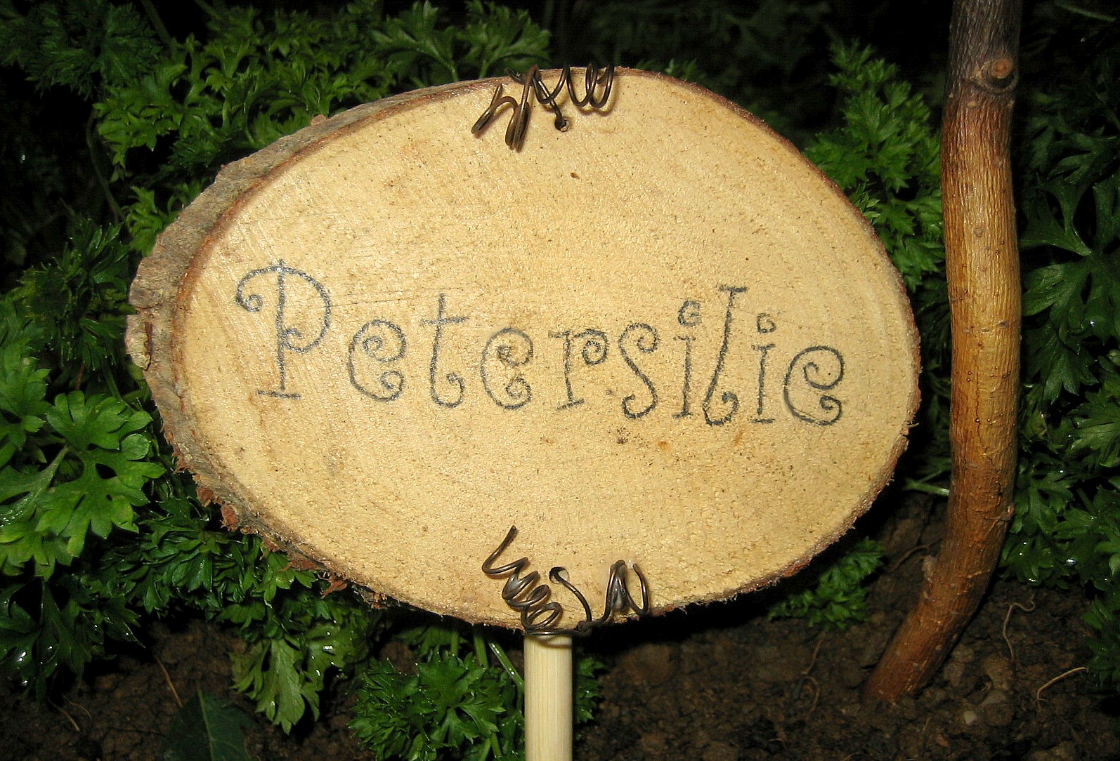 Plfanzstecke Serie woodchip Petersilie