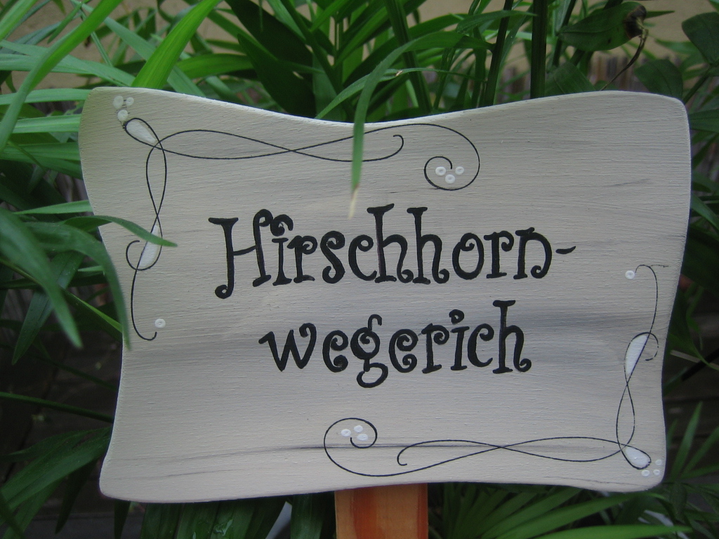 groer Pflanzstecker Nostalgie Hirschhornwegerich